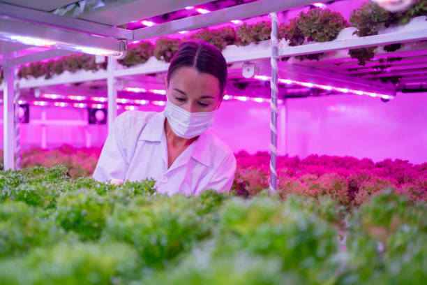 istock Female scientist harvesting vegetables and assessing quality in a hydroponics farm under LED lighting. Organic fresh vegetable. 2181771454