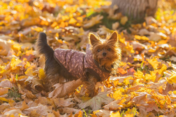 Yorkshire Terrier in warm clothes on autumn background.