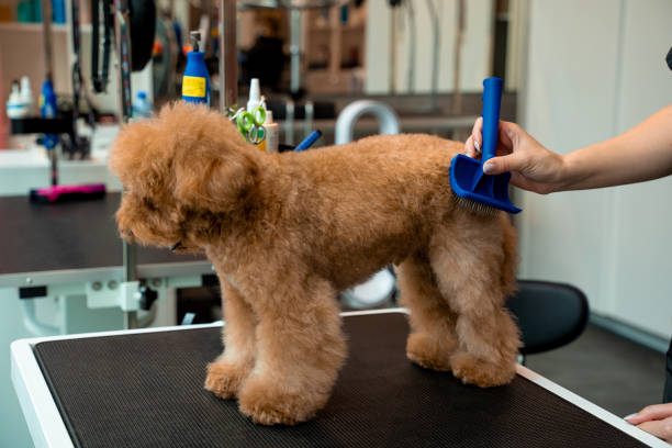 istock Cute maltipoo is standing obediently while groomer is using dog shedding tool to clean puppy for dirt. Combing fluffy pet with professional brush. Grooming workshop. 2181773592