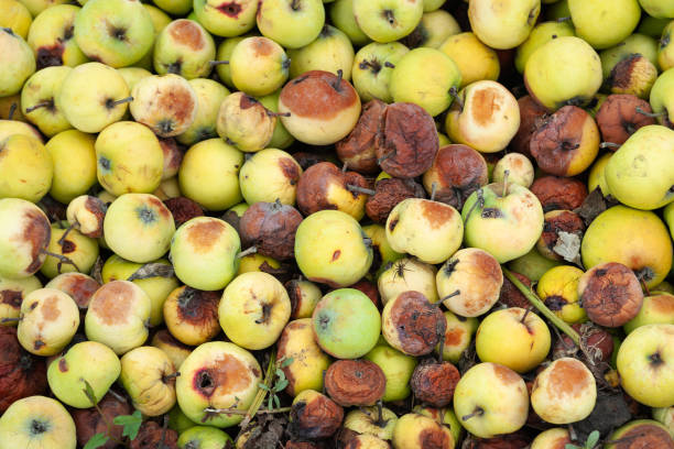 istock Rotting apples. Heap of rotting apples. Selective focus 2181774472