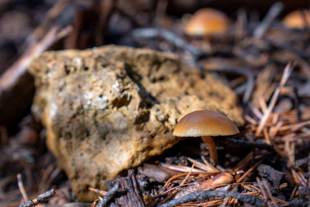 istock Small forest mushroom into green moss. Bright hdr image with selective focus on mushroom 2181774691