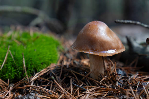 istock Small forest mushroom into green moss. Bright hdr image with selective focus on mushroom 2181774709