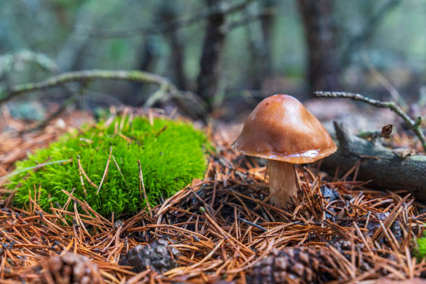 istock Small forest mushroom into green moss. Bright hdr image with selective focus on mushroom 2181774711