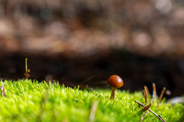 Small forest mushroom into green moss. Bright hdr image with selective focus on mushroom