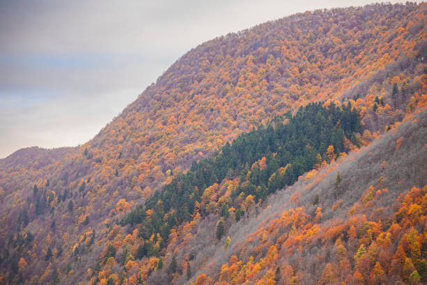 istock Autumn version of Sella Carnizza 2181774837