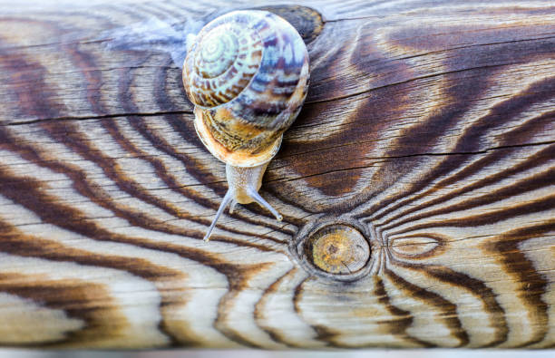 Brown snail on Brown wooden and veined texture