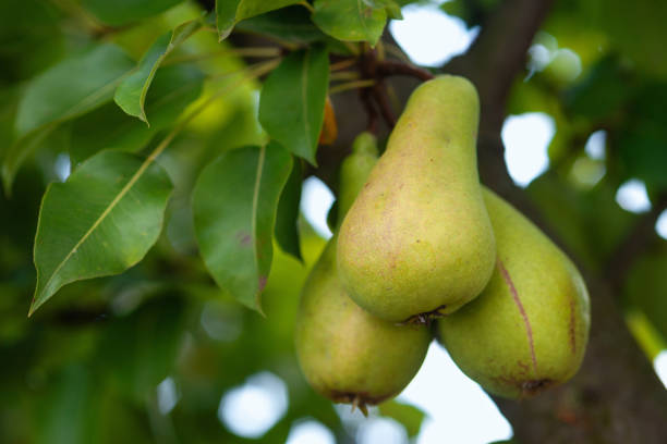 istock Ripening pears on a branch. Pear close-up 2181774966