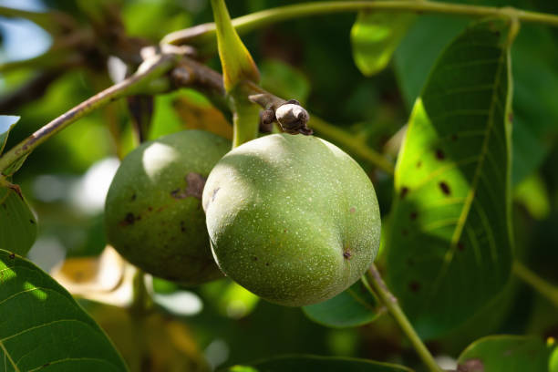 istock Walnut. Green walnut on a branch. Nut close-up. Selective focus 2181775012