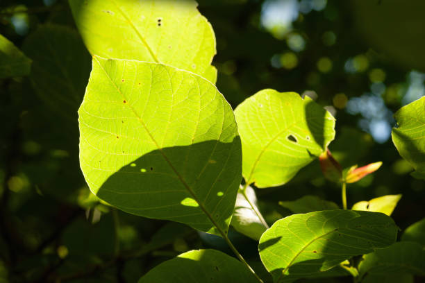 Leaves exposed to the fresh green sunlight of the afternoon