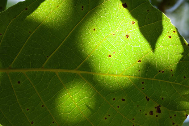 Green leaf. Texture of a glowing walnut leaf against the light. Selective soft focus