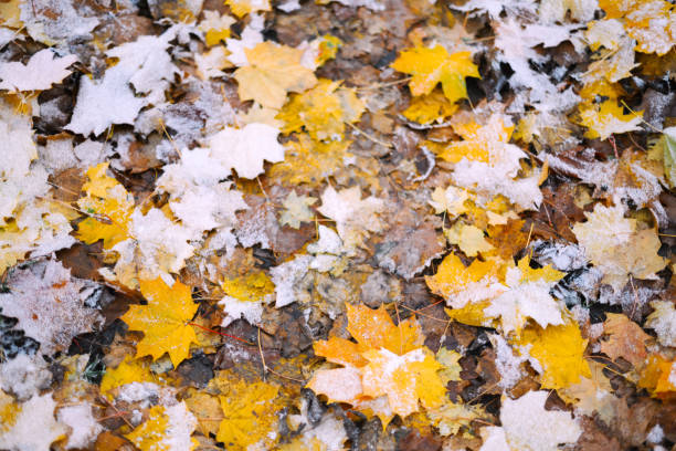 First snow in autumn park alley. Yellow and orange maple foliage with frost covered the ground. Meeting the fall and winter
