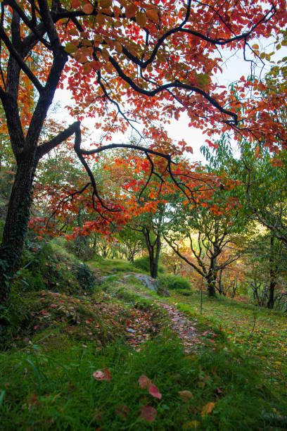 istock Autumn's Symphony: A Journey Through Swat Valley's Colorful Trees and Leaves 2181776000