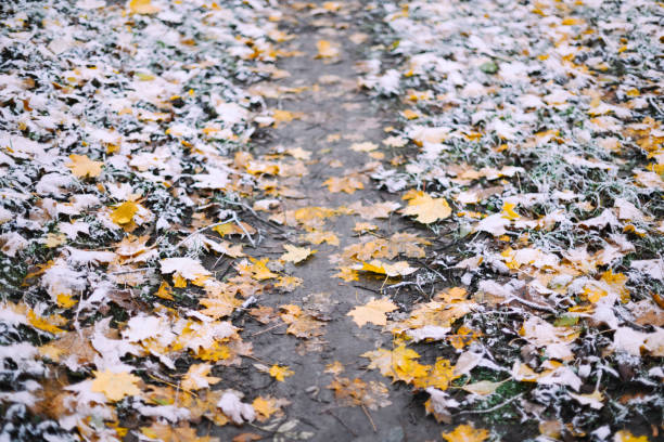 First snow in autumn park alley. Yellow and orange maple foliage with frost covered the ground and path. Meeting the fall and winter