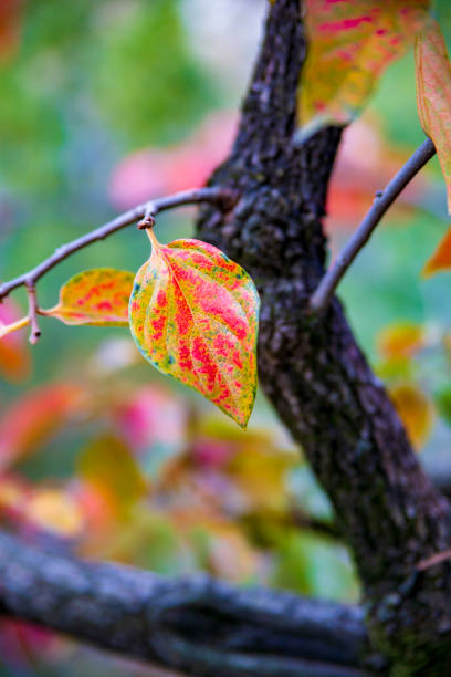 Experience the breathtaking beauty of Swat Valley in autumn, where nature paints the landscape in vibrant shades of red, orange, and gold. As the season unfolds, trees and leaves create a stunning display against the valley's majestic backdrop. Each image captures the enchanting colors of fall, inviting you to witness the serene and picturesque landscapes of this magical valley. Whether you're drawn to the fiery hues of the trees or the golden leaves blanketing the ground, these photographs showcase the rich tapestry of autumn in Swat Valley.