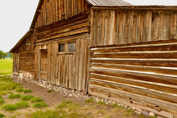 istock Mormon Row Historic District with a Labrador Retriever 2181776658