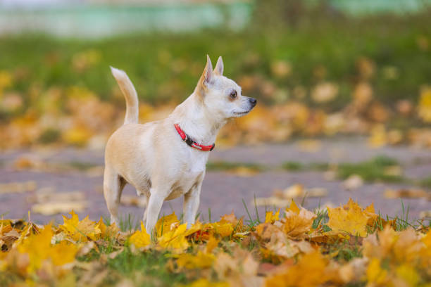 Chihuahua on autumn background.