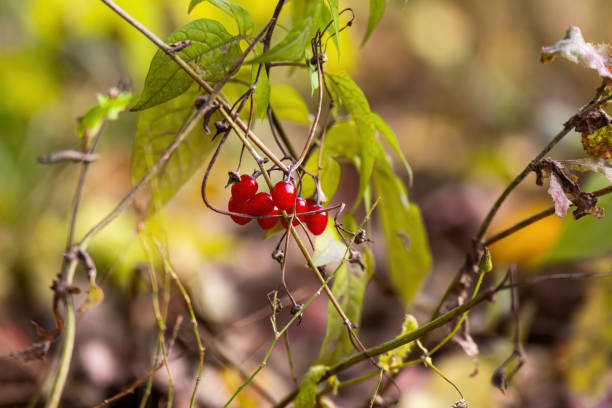 vibrant image showcasing ripe red nightshade berries against a lush green backdrop. The contrast highlights the berries' vivid color and evokes a sense of nature's hidden beauty