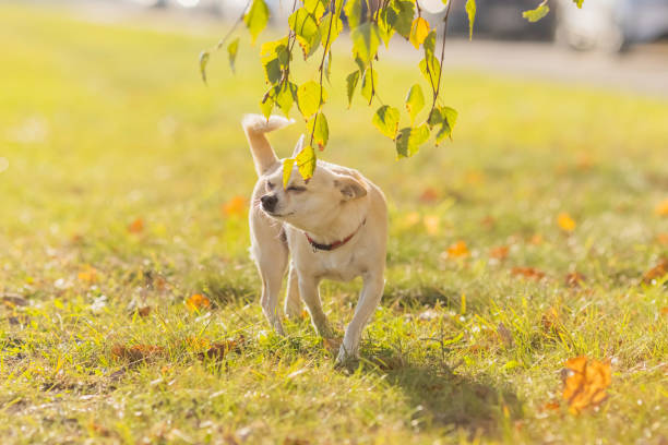 Chihuahua on autumn background.