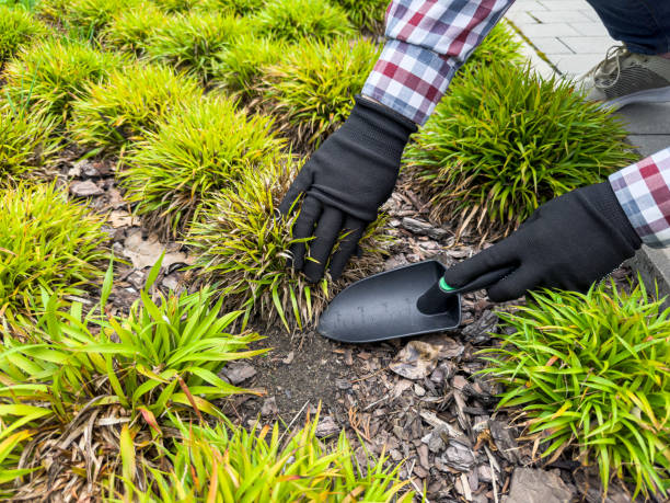 istock woman hand hoeing weeds, in a spring soil preparation in garden in spring 2181778286