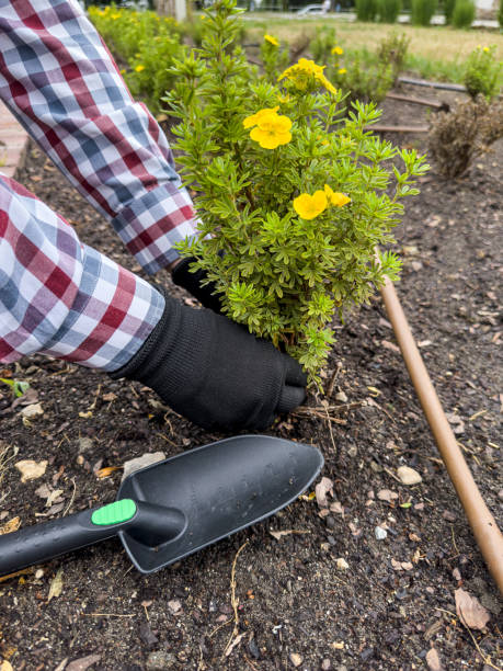 istock Gardener hands plants a bush with Rake and scoop in spring 2181778528
