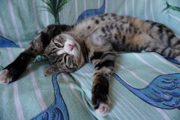 istock The cat lies on its back, stretching its front paws forward and winking slightly. 2181778868