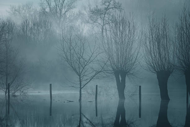 istock Foggy morning in a wetland 2181779083