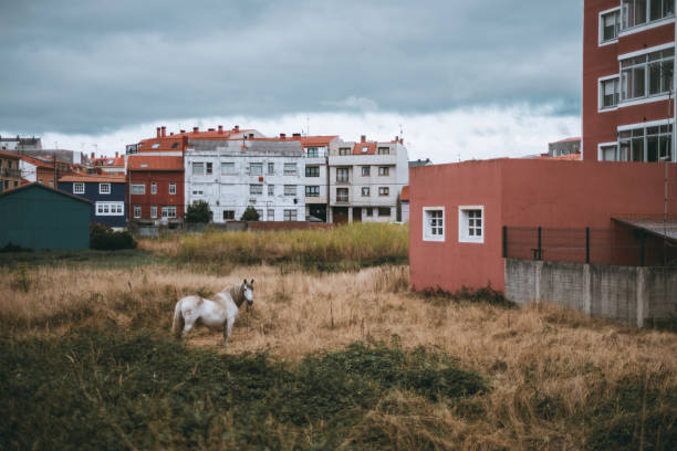A solitary white horse stands in an overgrown grassy field on the outskirts of a small town, surrounded by colorful residential buildings in red, blue, and white, beneath an overcast sky