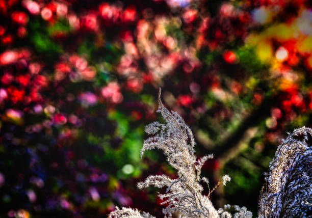 Reed Grass in an Autumn garden