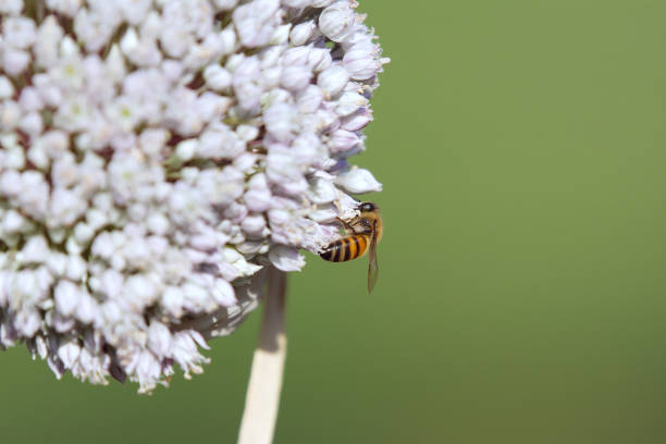 a macro photograph of an european honey bee on a pinkish blooming onion flower with a blurred green background