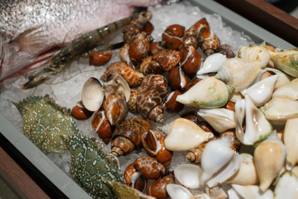 Fresh raw seafood tray featuring spiral babylon snails (Babylonia spirata), white canarium shells, crabs, prawns, and fish.