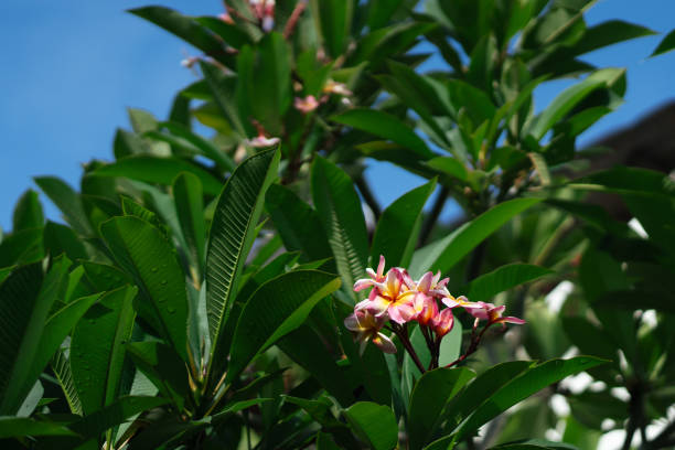 Plumeria flowers (frangipani flowers) blooming on a tree, illuminated by sunlight.