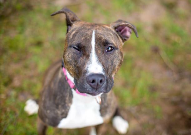 istock A brindle Pit Bull Terrier mixed breed dog looking up and winking 2181782064