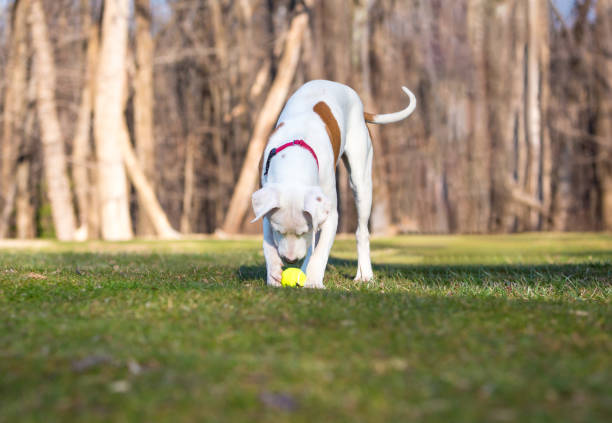 A playful white Pit Bull Terrier mixed breed dog looking down at a ball in the grass