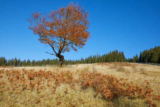 istock Autumn landscape with standalone tree and forest on a background 2181782107