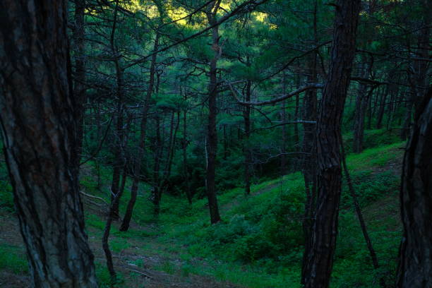 hiking in the thicket of the forest, little light