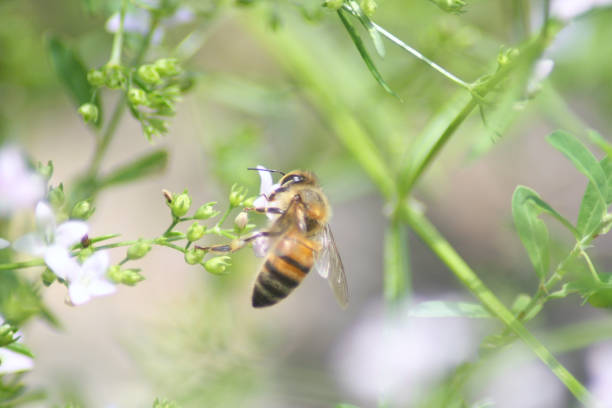 istock European honey bee on small flower 2181783222