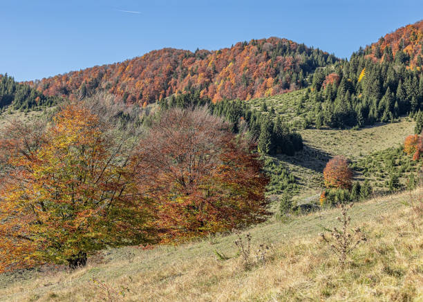 istock Trees against a blue sky on an autumn day 2181783640