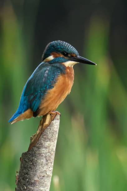 istock Vibrant kingfisher perches on a branch, its bright blue head and back contrasting with orange chest 2181783873