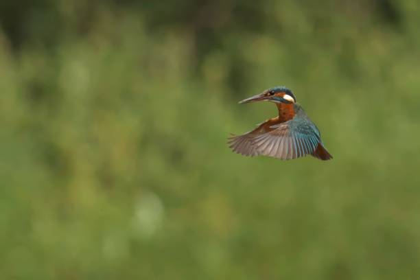 istock kingfisher soars through the air, its wings outstretched and its bright blue tail feathers visible 2181783889