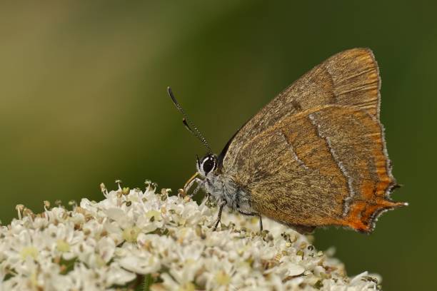 istock Small brown butterfly with distinctive markings on its wings perches on a cluster of white flowers 2181783913