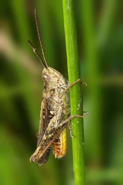 istock Brown and green grasshopper with long antennae sits on a slender green stem 2181784363