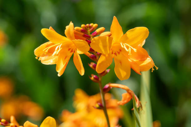 istock Columbus montbretia (crocosmia x crocosmiiflora) flowers 2181784429