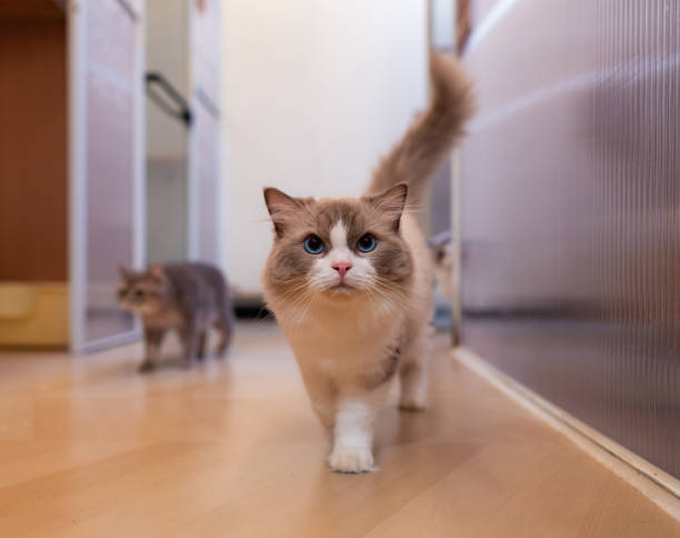 A walking puppet cat stock photo