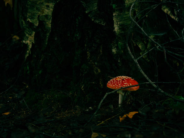 fly agaric mushroom close-up in a dark forest