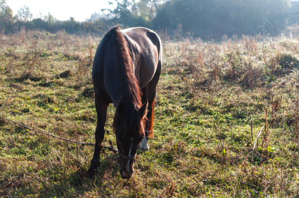 Horses graze in a meadow on a sunny autumn day
