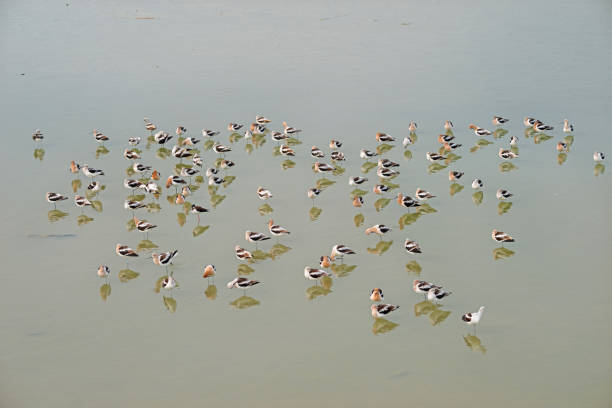Large Group of American Avocets in Calm Water near Port Aransas, Texas