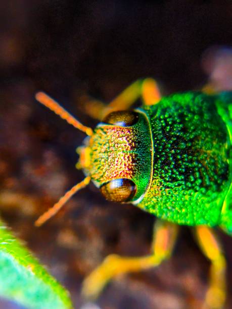 Macro image of wild insect Jewel beetle