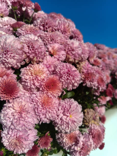 istock A dense cluster of lilac flowers. 2181786961