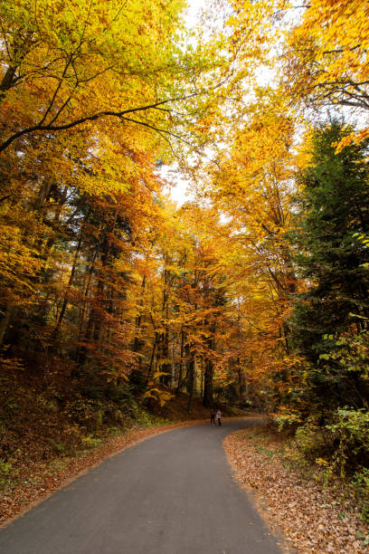 An empty paved road in a golden fall forest.