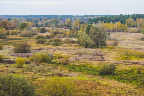 Autumn meadow drone point of view